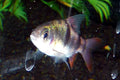 Clown Barb (Barbodes everetti)