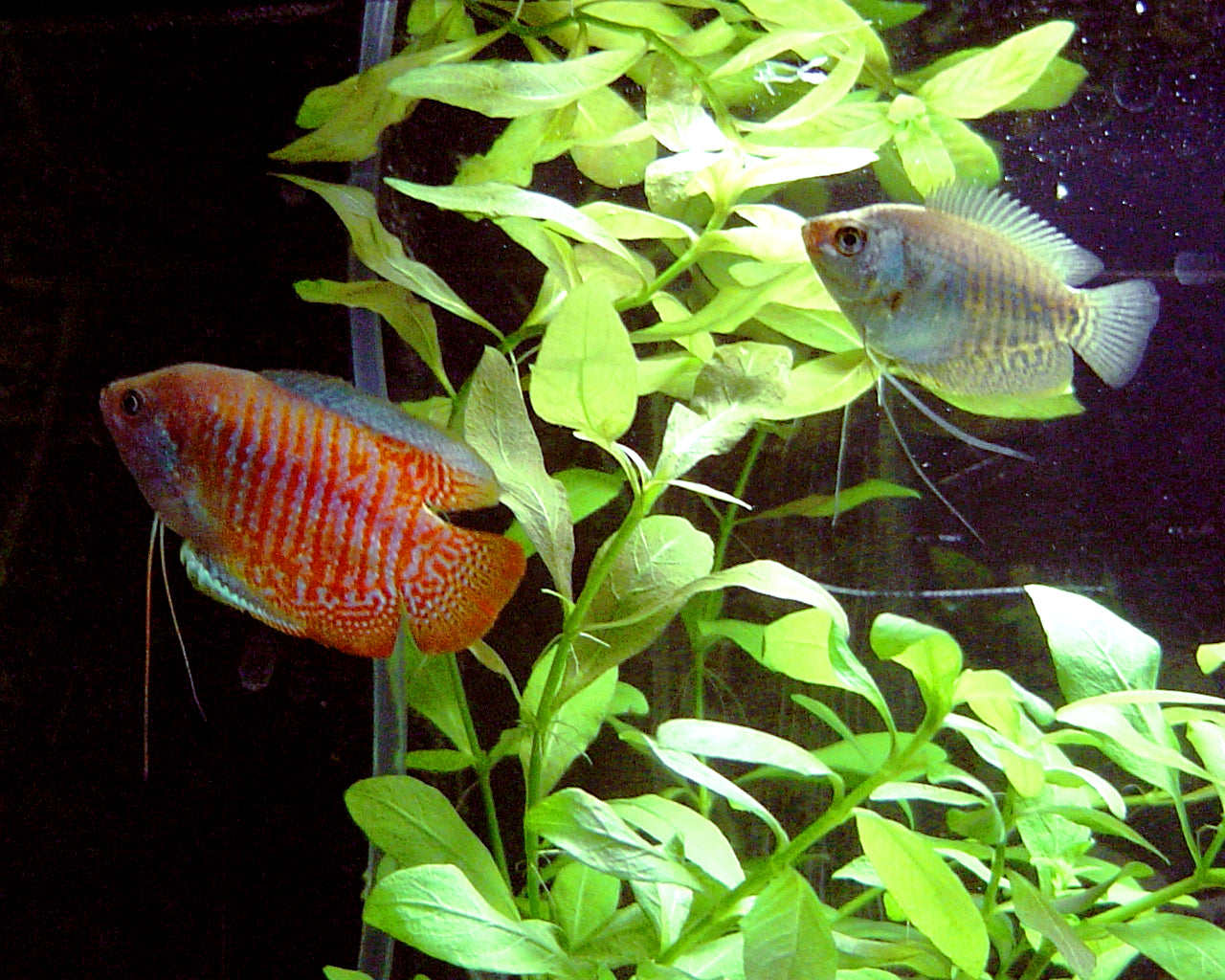 Imported Dwarf Gourami (Trichogaster lalius) - Female — Photo: Felix Gertz, CC BY-SA 4.0, via Wikimedia Commons