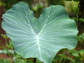 Taro Plants (Colocasia esculenta) — via Wikimedia Commons