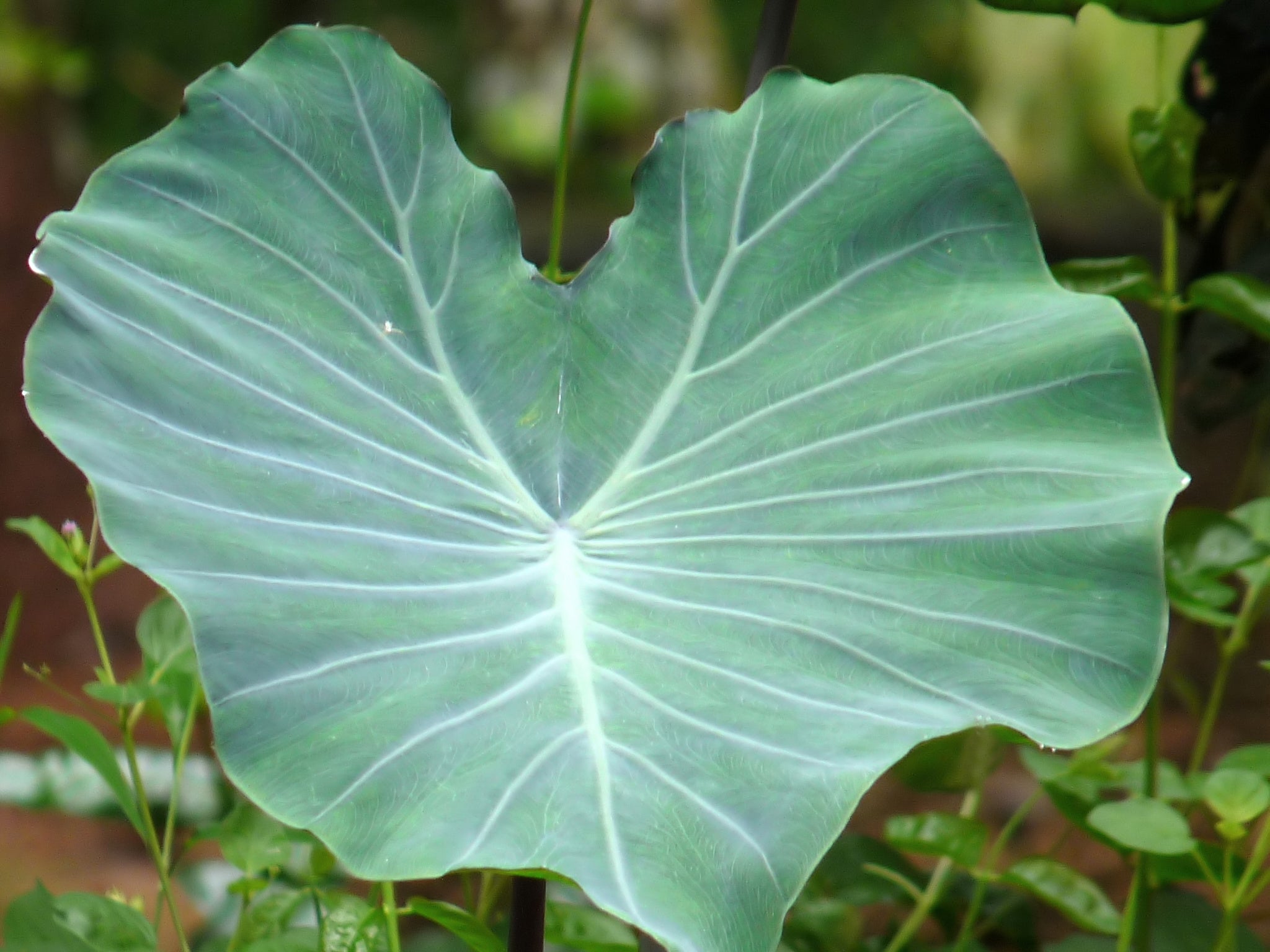 Taro Plants (Colocasia esculenta) — via Wikimedia Commons