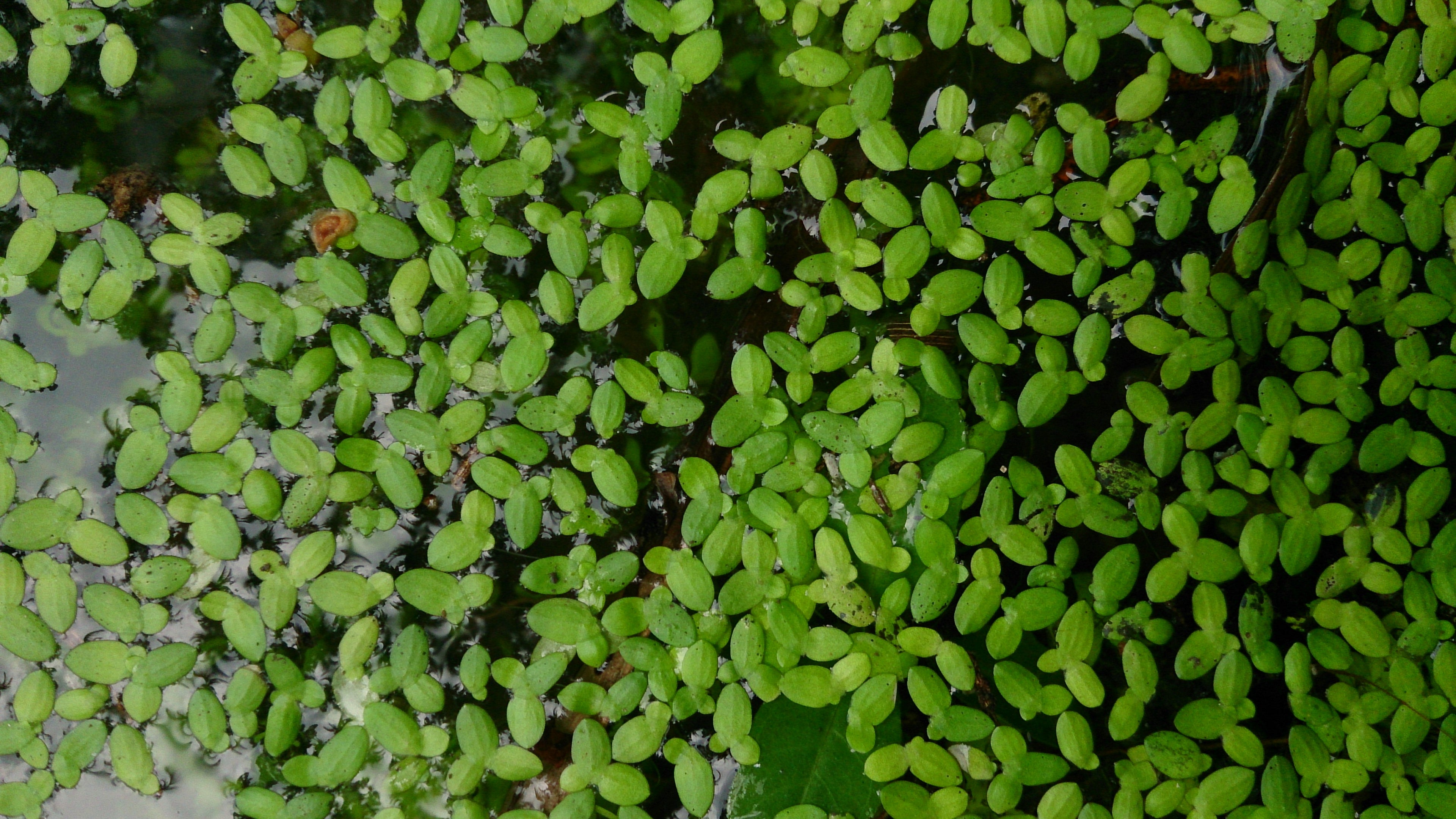 Duckweed (Lemna minor) — via Wikimedia Commons