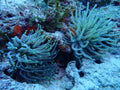 Pink Tip Condy Anemone (Condylactis gigantea) — Photo: Tylermack999, CC0, via Wikimedia Commons