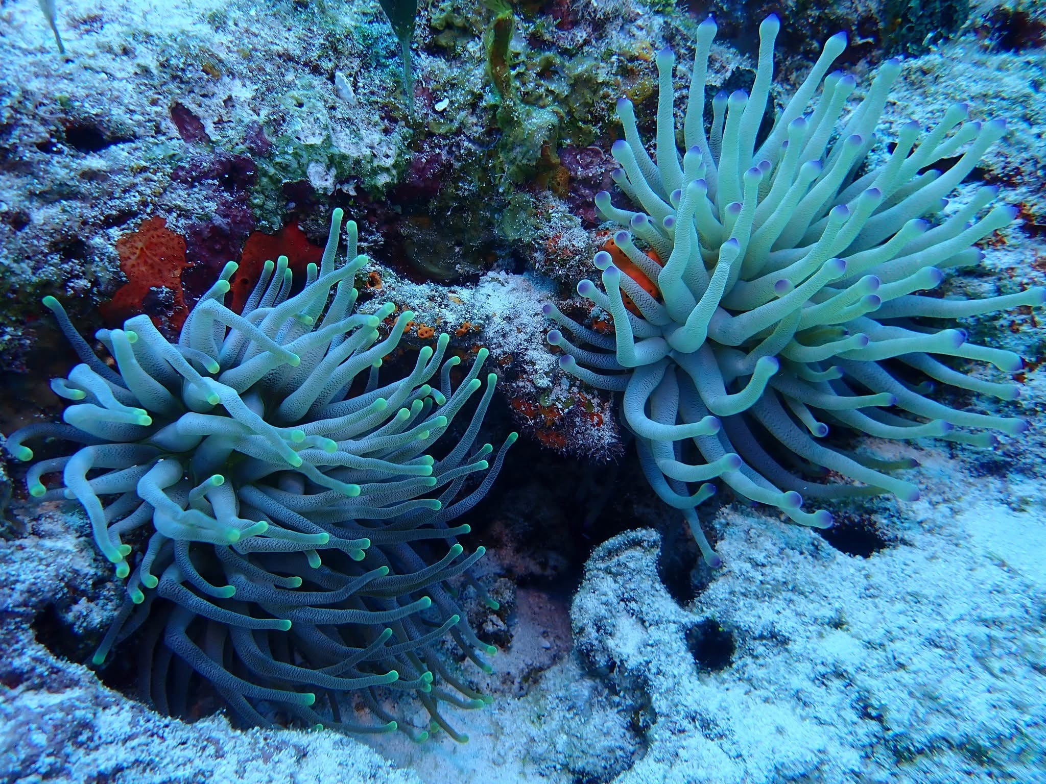Pink Tip Condy Anemone (Condylactis gigantea) — Photo: Tylermack999, CC0, via Wikimedia Commons