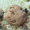 Neon Ultra Green Moon Favia Coral (Favia favus) — Photo: Diego Delso, CC BY-SA 4.0, via Wikimedia Commons