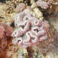 Gold Toadstool Leather Coral (Sarcophyton glaucum) — Photo: Diego Delso, CC BY-SA 4.0, via Wikimedia Commons