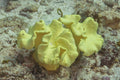 Neon Green Polyp Toadstool Leather Coral (Sarcophyton glaucum) — Photo: Diego Delso, CC BY-SA 4.0, via Wikimedia Commons