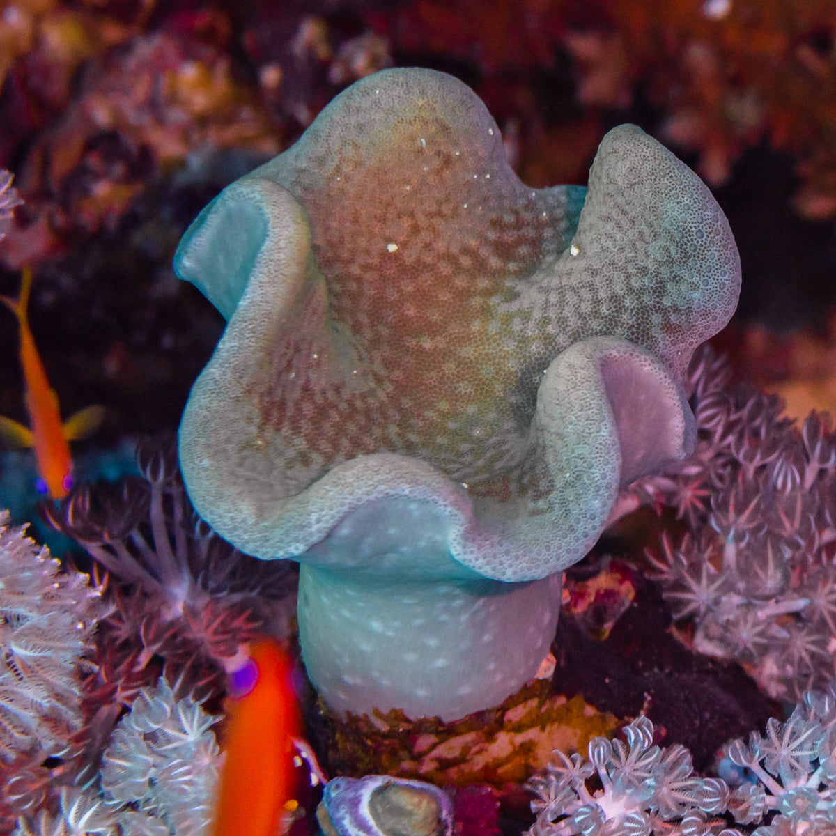 Neon Green Leather Toadstool Coral (Sarcophyton sp.)