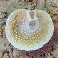 Green Pagoda Cup Coral (Turbinaria mesenterina) — Photo: Diego Delso, CC BY-SA 4.0, via Wikimedia Commons