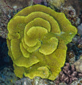 Yellow Ruffled Ridge Plate Coral (Turbinaria reniformis) — Photo: Diego Delso, CC BY-SA 4.0, via Wikimedia Commons