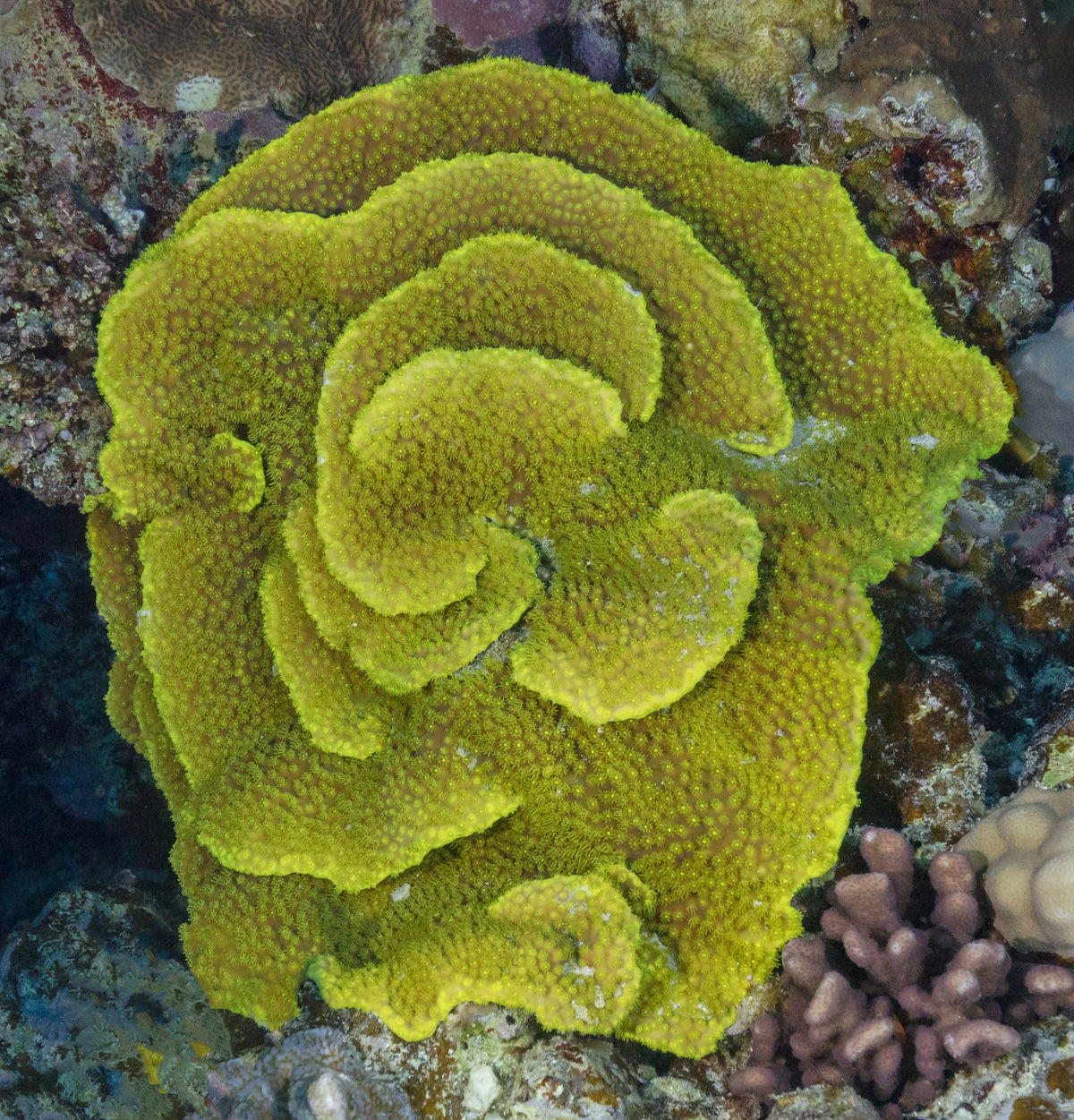 Yellow Ruffled Ridge Plate Coral