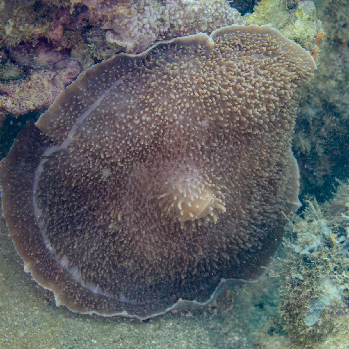 Neon Green Elephant Ear Mushroom Coral