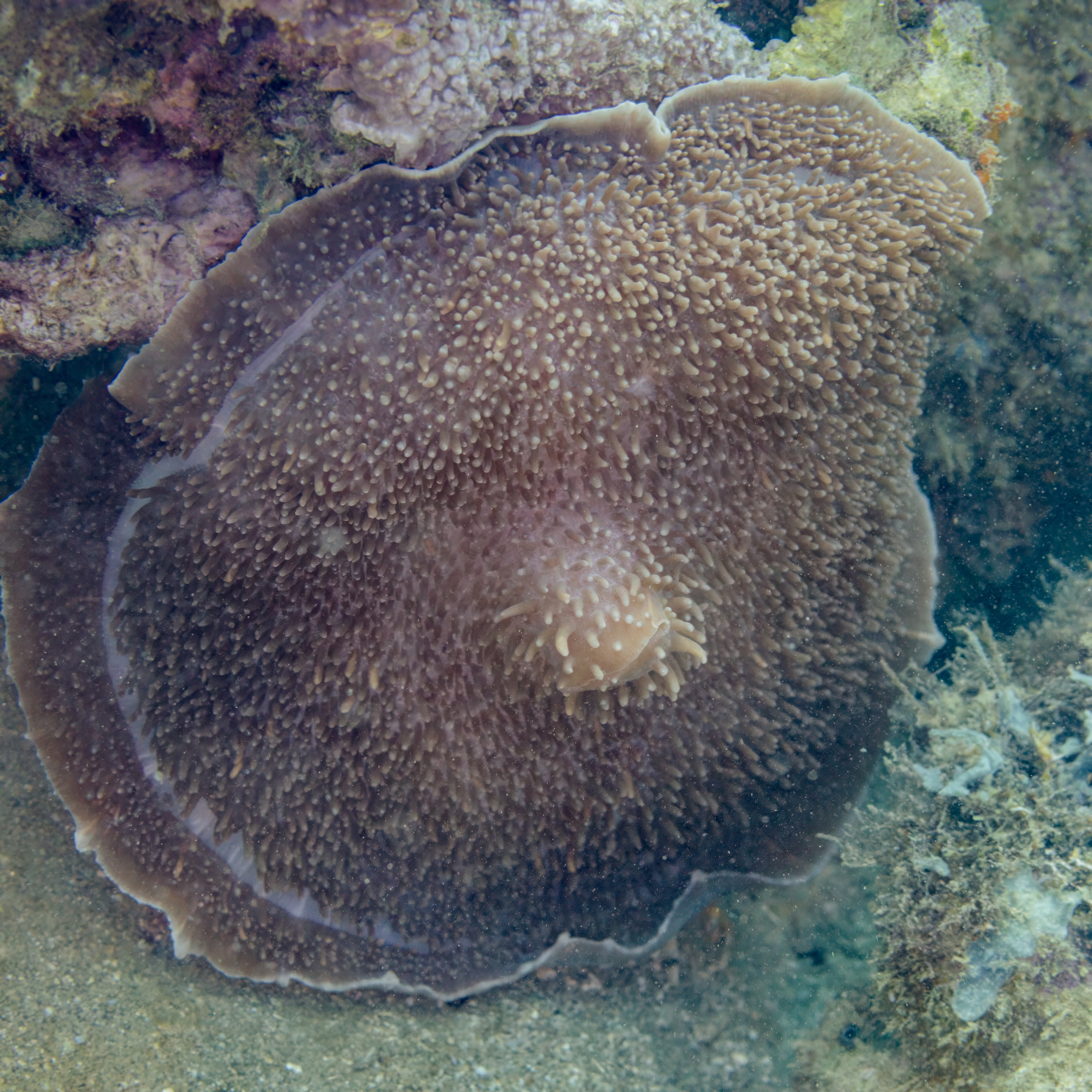 Neon Green Elephant Ear Mushroom Coral (Amplexidiscus fenestrafer) — Photo: Diego Delso, CC BY-SA 4.0, via Wikimedia Commons