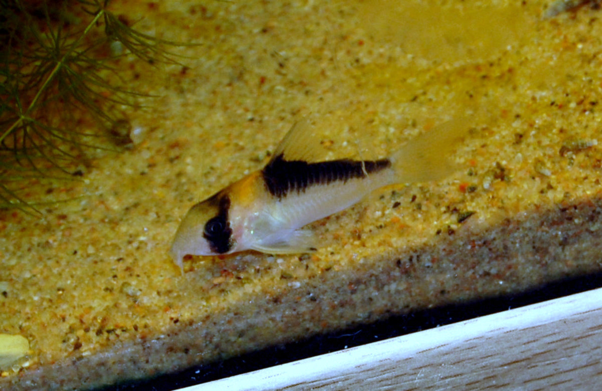 Tank-Raised Corydoras Adolfoi