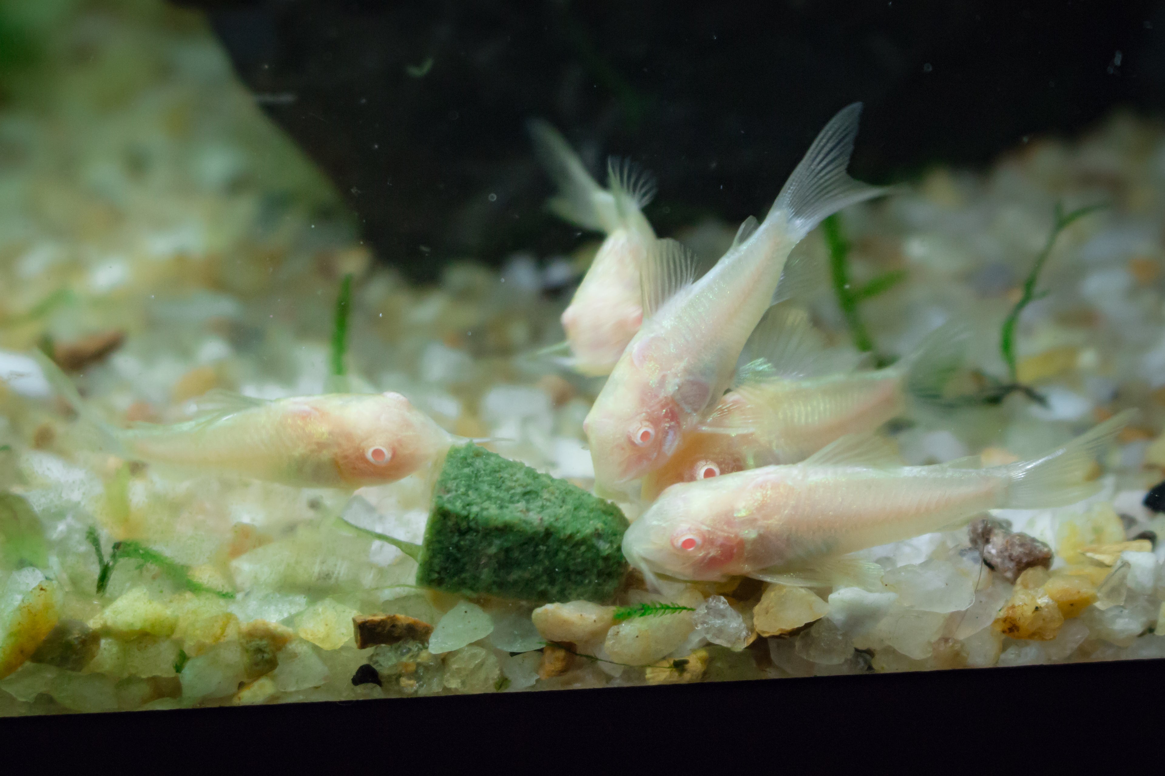 T.R. Gold Laser Corydoras (Corydoras aeneus) — Photo: Gabriel Resende Veiga, CC BY-SA 4.0, via Wikimedia Commons