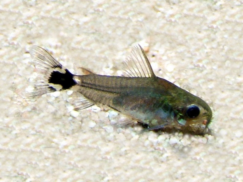 Pygmy (Hastatus) Corydoras (Corydoras hastatus) — Photo: AquariaNR, CC BY-SA 3.0, via Wikimedia Commons