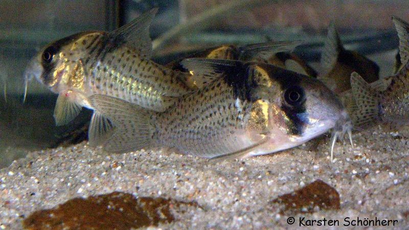 Cory Melanistus (Corydoras melanistius) — Photo: karsten_s (iNaturalist), CC BY 4.0, via Wikimedia Commons