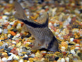 Corydoras Melini (Corydoras melini) — Photo: Frank M. Greco, CC BY 3.0, via Wikimedia Commons