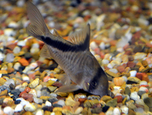 Corydoras Melini (Corydoras melini) — Photo: Frank M. Greco, CC BY 3.0, via Wikimedia Commons