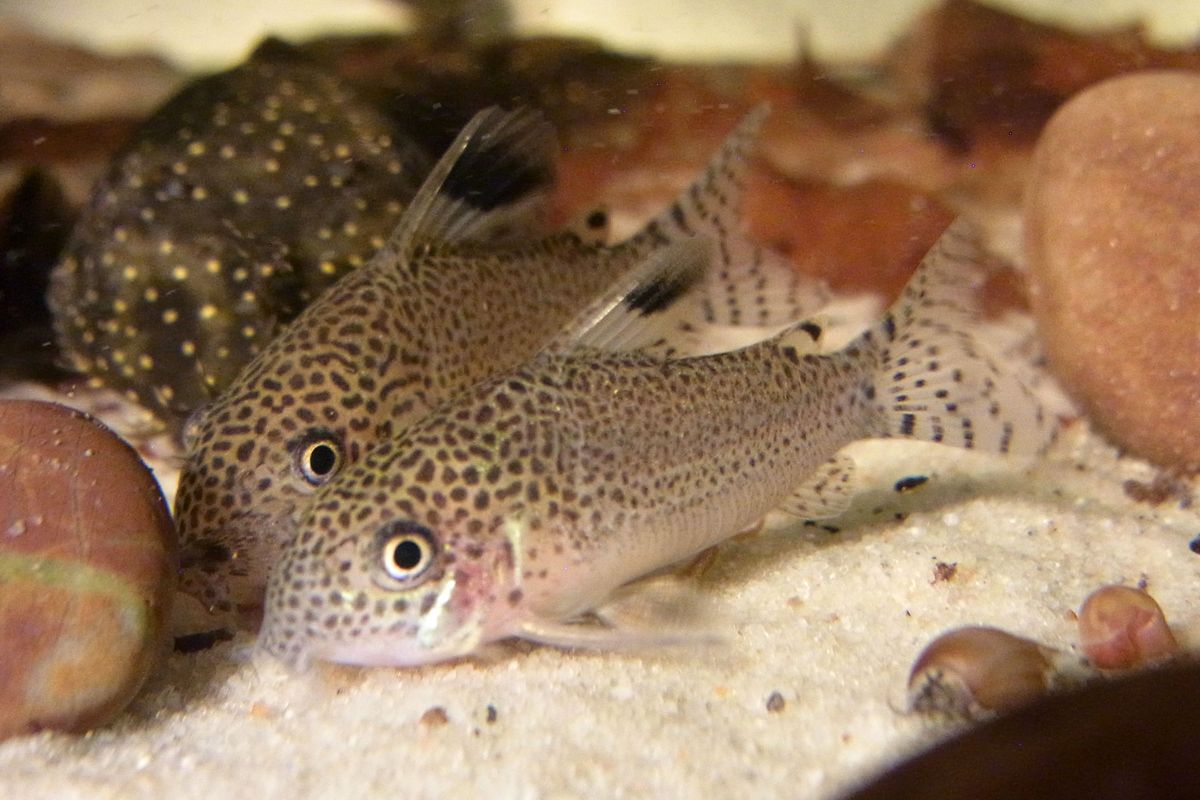 Corydoras Punctatus (Corydoras punctatus) — Photo: Karsten Schönherr, CC BY-SA 4.0, via Wikimedia Commons