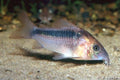 Corydoras Rabauti (Corydoras rabauti) — Photo: Jörg Vierke, CC BY 3.0, via Wikimedia Commons