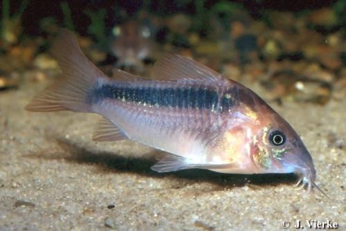 Corydoras Rabauti (Corydoras rabauti) — Photo: Jörg Vierke, CC BY 3.0, via Wikimedia Commons