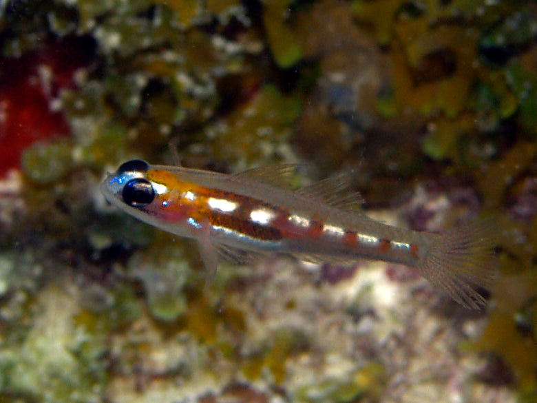 Masked Cleaner Goby