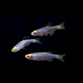 Cosmic Blue GLO Zebra Danio (Danio rerio)