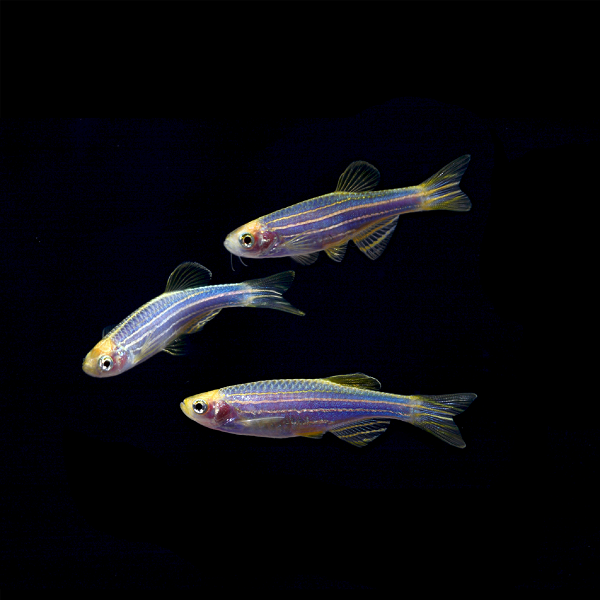 Cosmic Blue GLO Zebra Danio (Danio rerio)