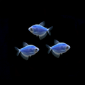 Cosmic Blue GLO Tetra (Gymnocorymbus ternetzi)