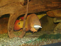 Gold Pike Cichlid (Crenicichla sp.) — representative genus photo via Wikimedia Commons