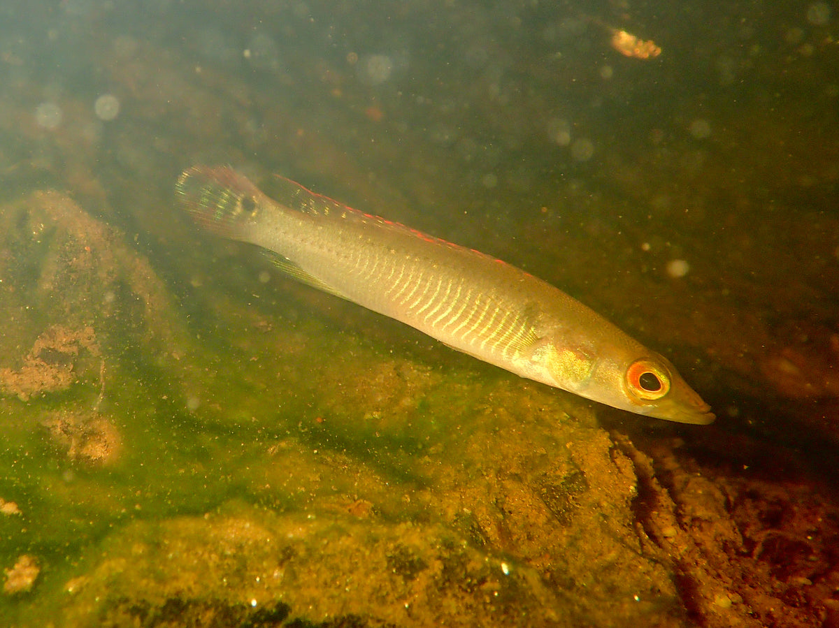 Venezuela Red Fire Pike Cichlid (Crenicichla sp.)