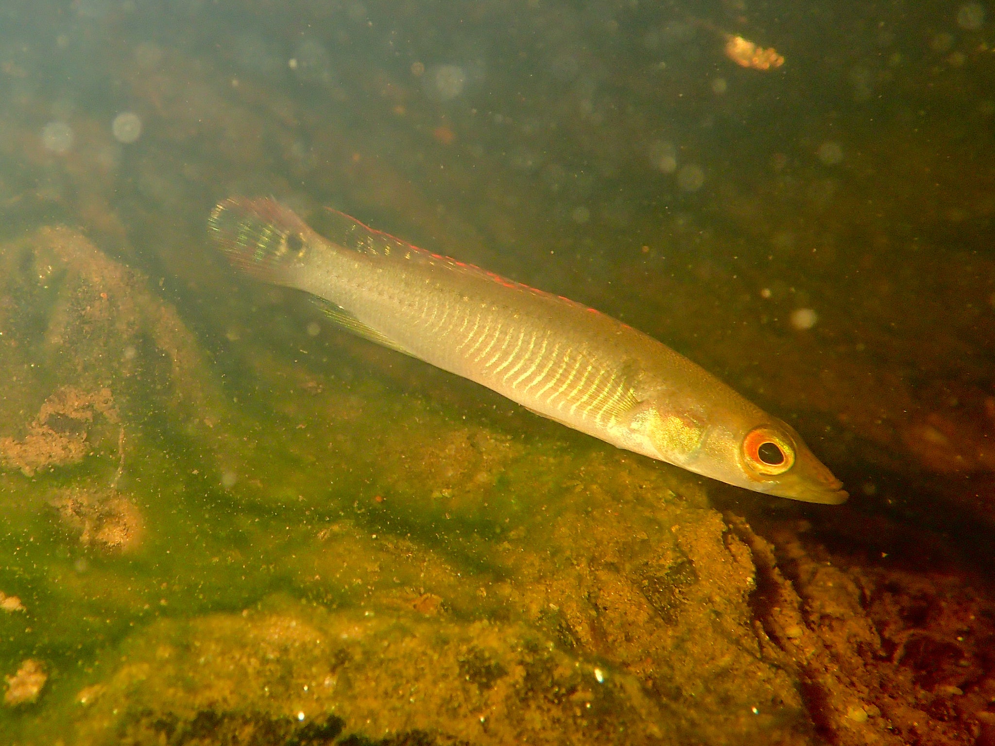 Venezuela Red Fire Pike Cichlid (Crenicichla saxatilis, Ringtail Pike Cichlid) — Photo: Julien Renoult, CC BY 4.0, via Wikimedia Commons