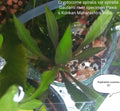 Cryptocoryne Spiralis — Photo: Kephalian, CC BY-SA 4.0, via Wikimedia Commons