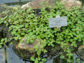Cryptocoryne Albida (Cryptocoryne albida) — via Wikimedia Commons