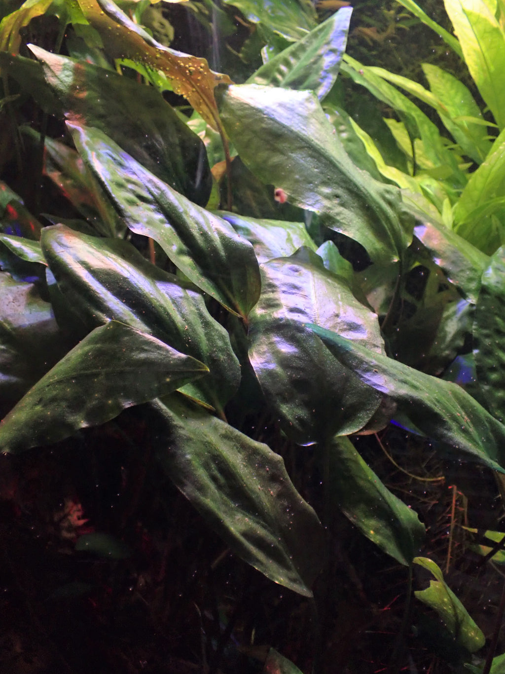 Cryptocoryne Spiralis (Cryptocoryne spiralis) — via Wikimedia Commons