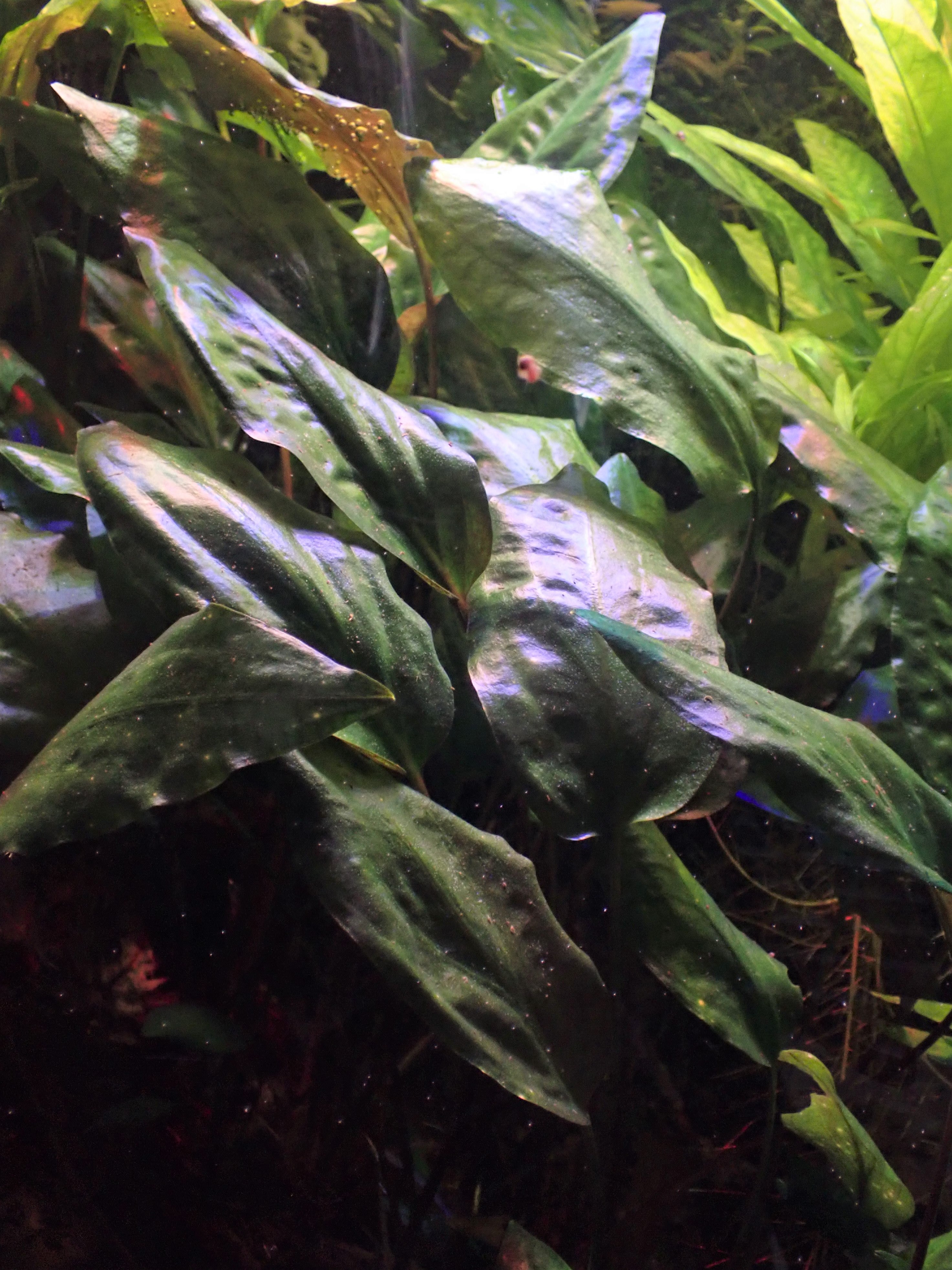 Cryptocoryne Spiralis (Cryptocoryne spiralis) — via Wikimedia Commons