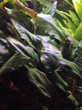 Cryptocoryne Ciliata (Cryptocoryne ciliata) — via Wikimedia Commons