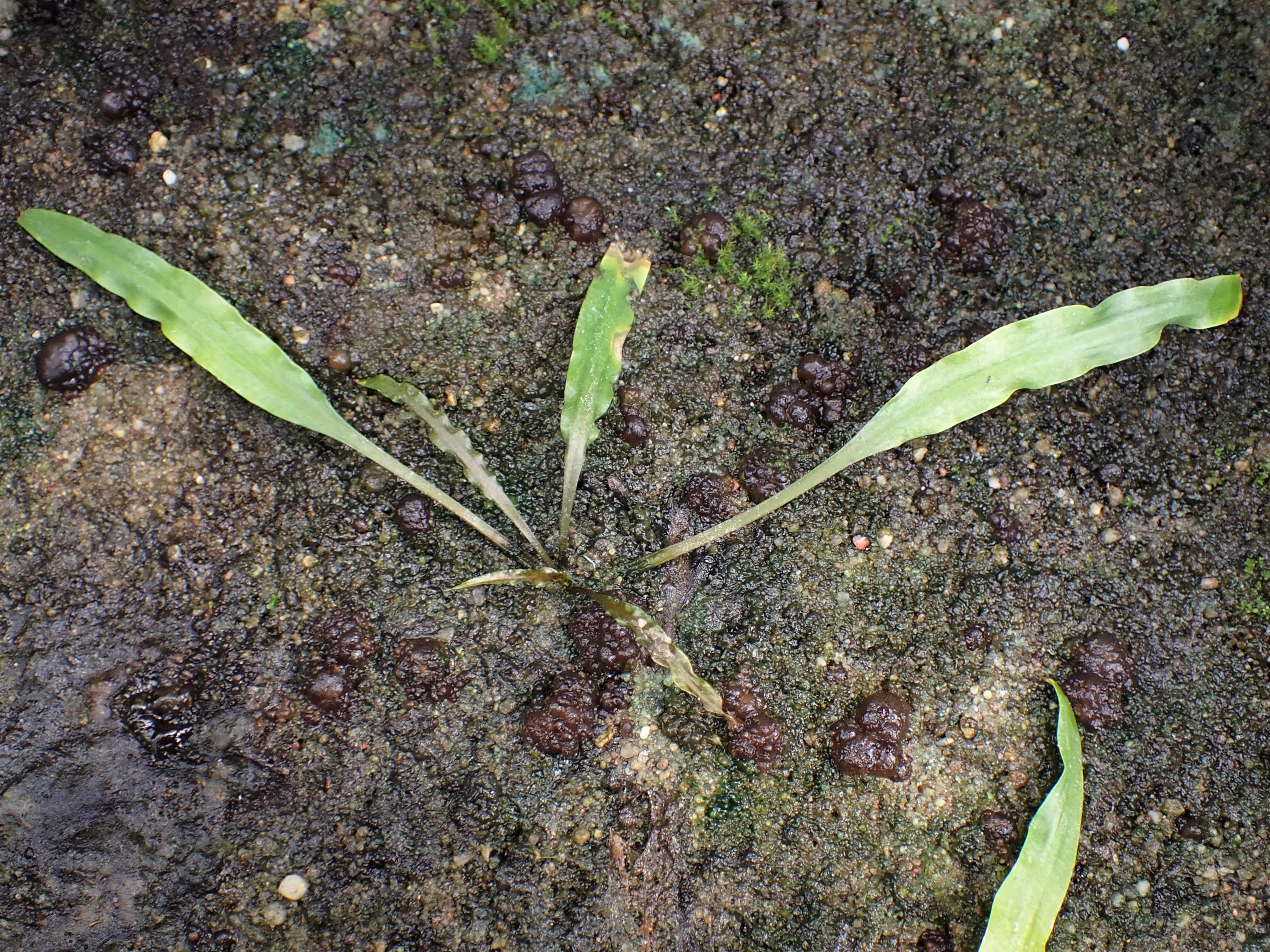 Cryptocoryne crispatula Tissue Culture — Photo: Krzysztof Ziarnek, Kenraiz, CC BY-SA 4.0, via Wikimedia Commons