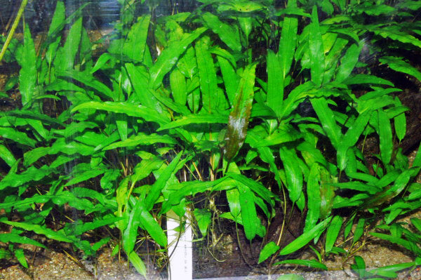 Cryptocoryne Tropica (Cryptocoryne wendtii 'Tropica') — via Wikimedia Commons