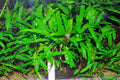 Crypt Wendtii Broadleaf (Cryptocoryne wendtii) — via Wikimedia Commons