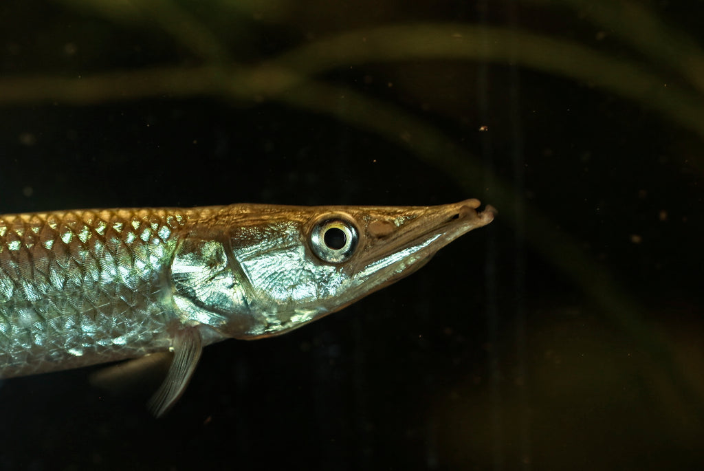 Freshwater Redtail Barracuda (Ctenolucius hujeta) — Photo: 5snake5, CC0, via Wikimedia Commons
