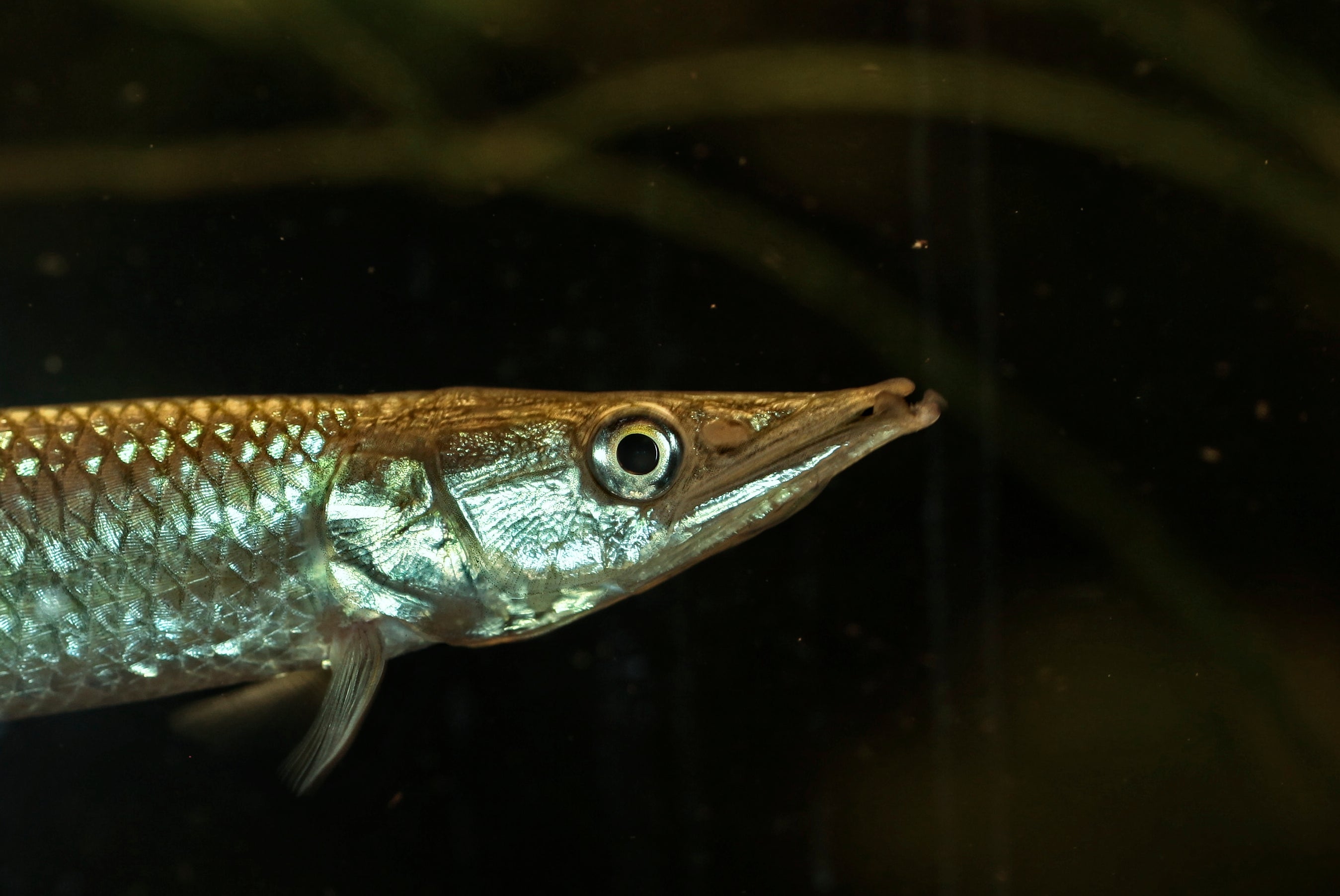 Freshwater Redtail Barracuda (Ctenolucius hujeta) — Photo: 5snake5, CC0, via Wikimedia Commons