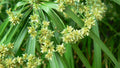 Cyperus Helferi (Cyperus) — via Wikimedia Commons