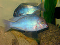 Haplochromis Moorii (Cyrtocara moorii) — Photo: Riftreef, CC BY 2.5, via Wikimedia Commons