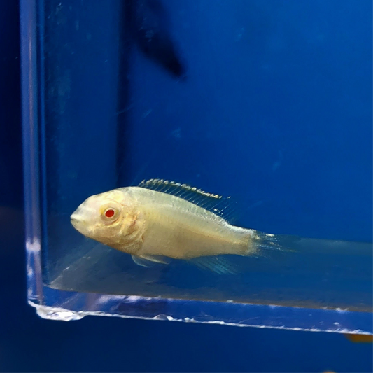 Albino Kribensis Cichlid