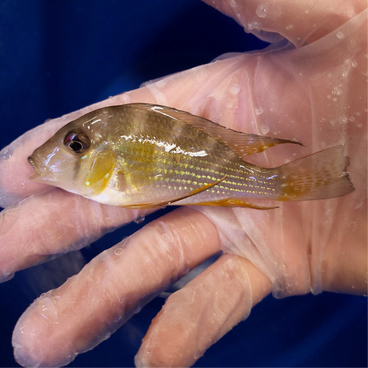 Threadfin Geophagus