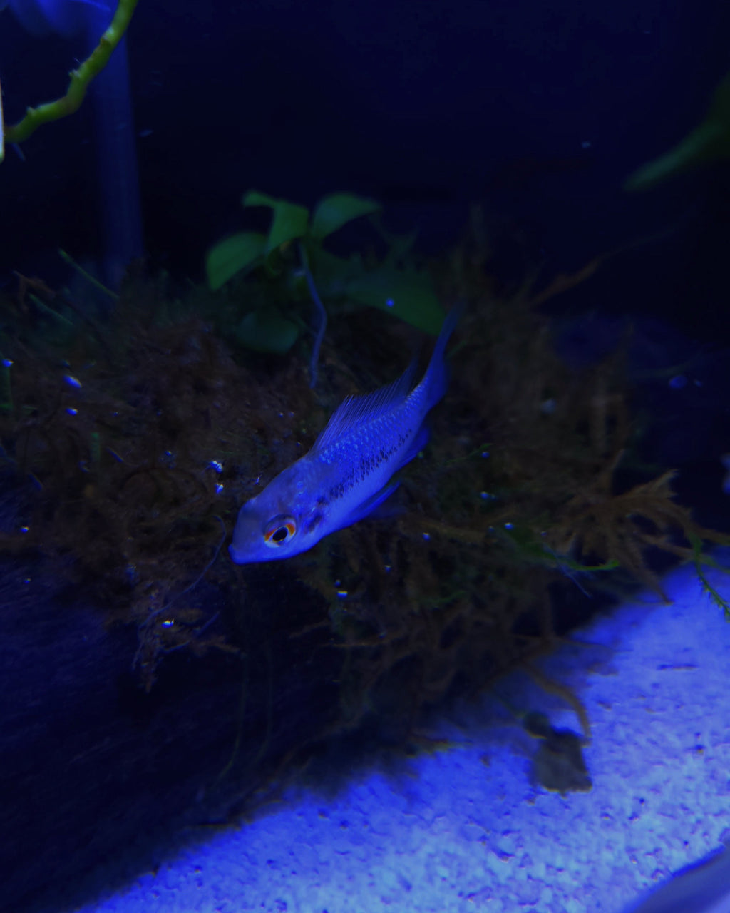 Electric Blue Ram (Mikrogeophagus ramirezi)