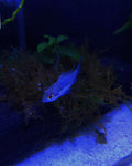 Electric Blue Ram (Mikrogeophagus ramirezi)