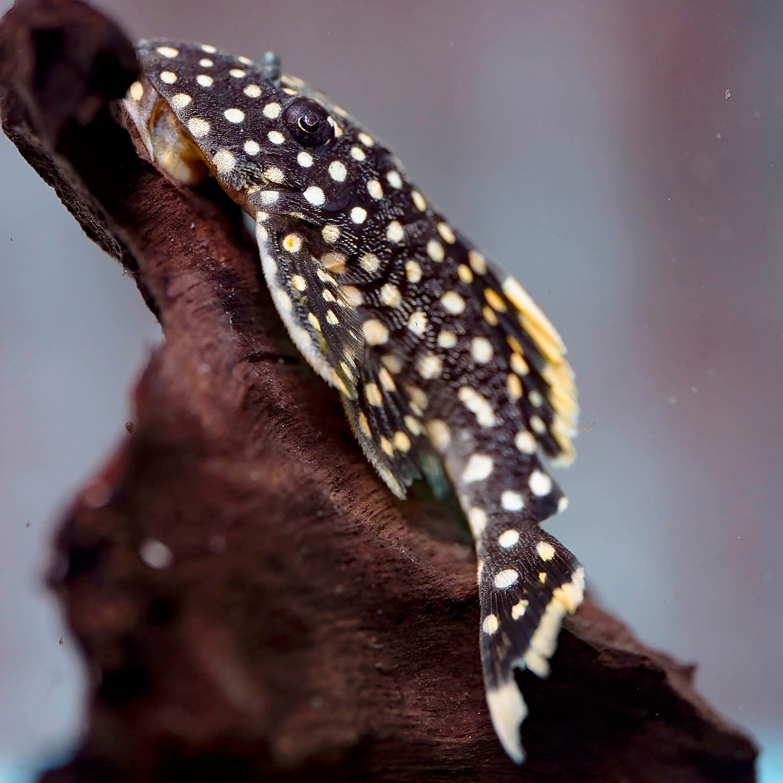 Gold Nugget Pleco L018