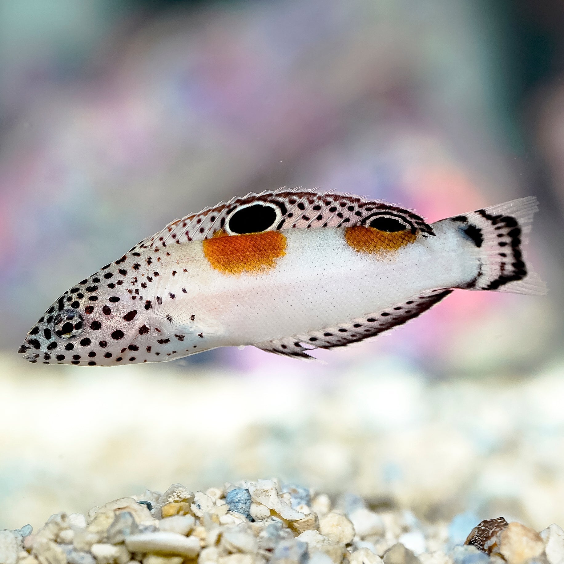 Twinspot Coris Wrasse (Coris aygula)